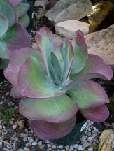 Flapjacks, Paddle Plant, Desert Cabbage, White Lady, Kalanchoe tetraphylla, K. thyrsiflora